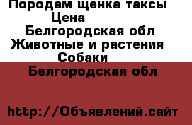 Породам щенка таксы › Цена ­ 3 000 - Белгородская обл. Животные и растения » Собаки   . Белгородская обл.